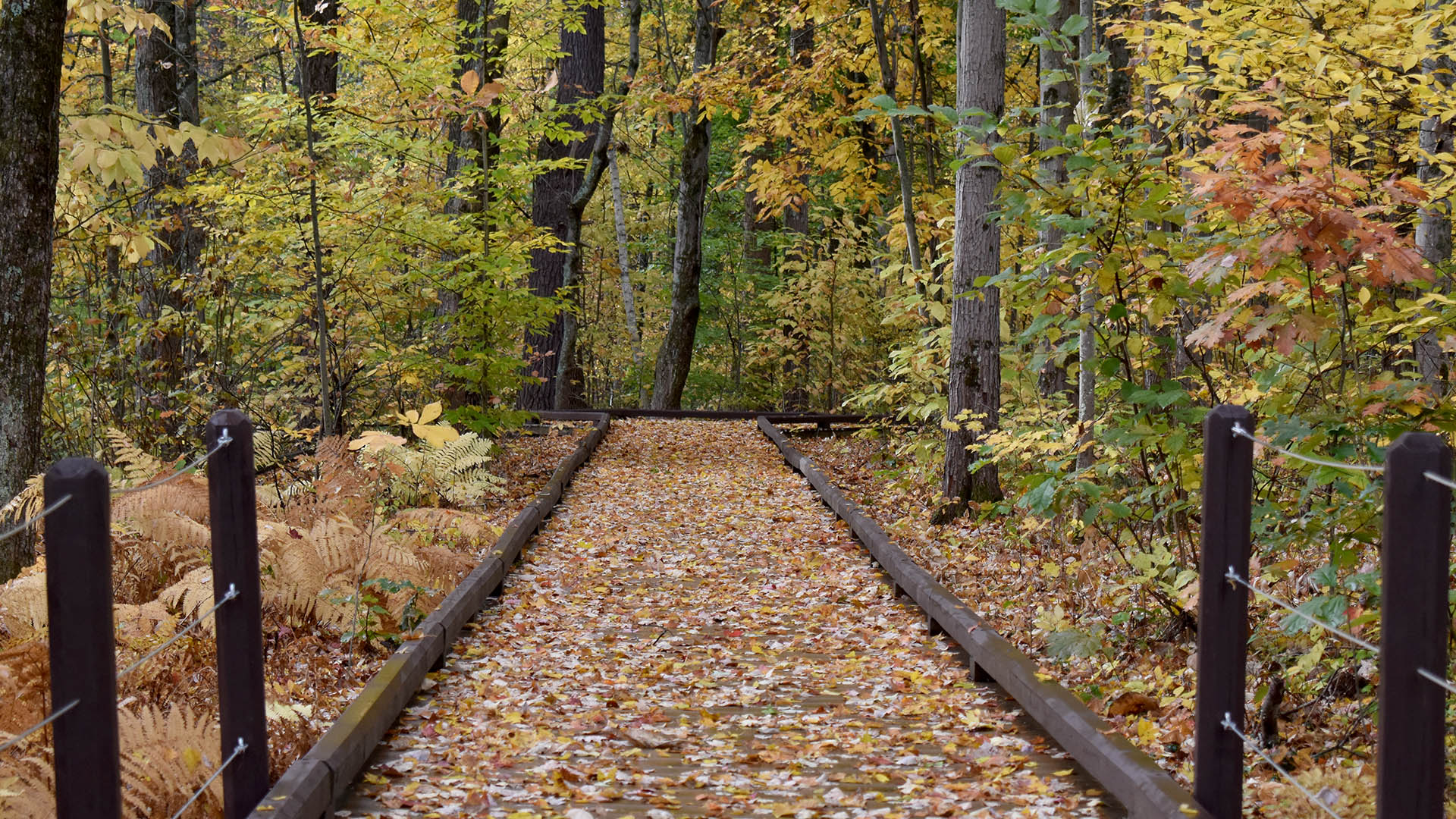 Walk & Talk Therapy