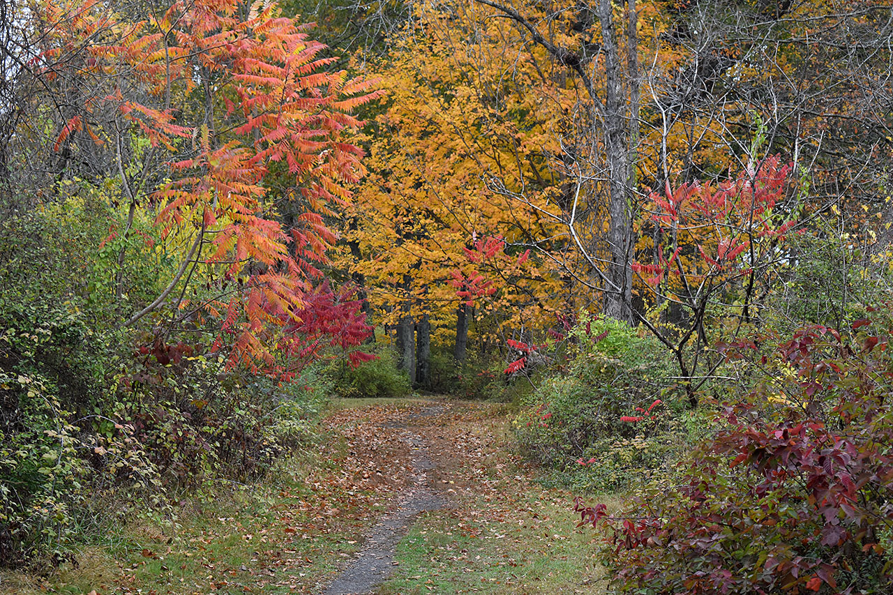 Canal Trail – Lock 5 & Canal Stretch